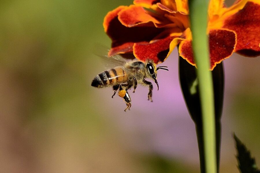 pszczoła leci do kwiata